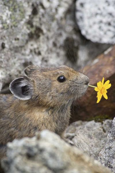 WA, Cascade Pass Pika with flower in mouth